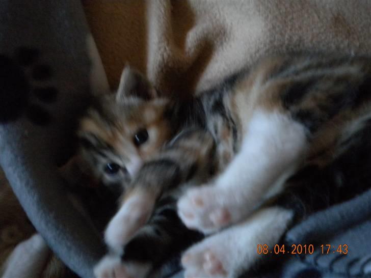 Huskat Tingemis(R.I.P) - Velkomme til Tingemiss profil billede 1