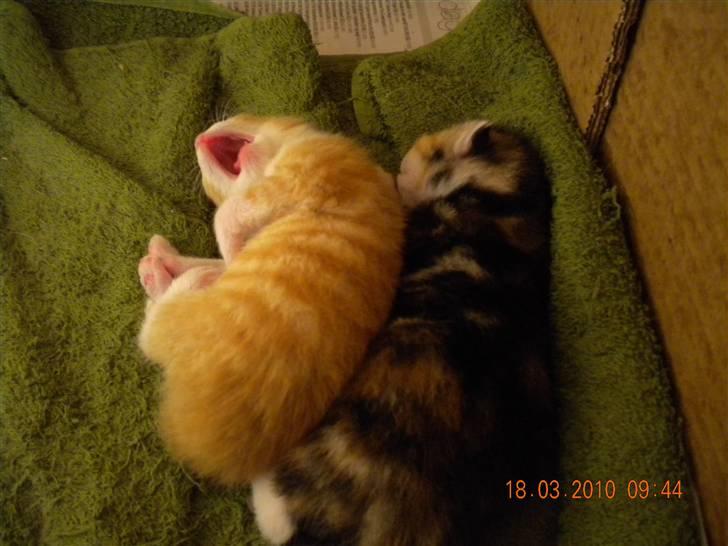 Huskat Tingemis(R.I.P) - som lille billede 2