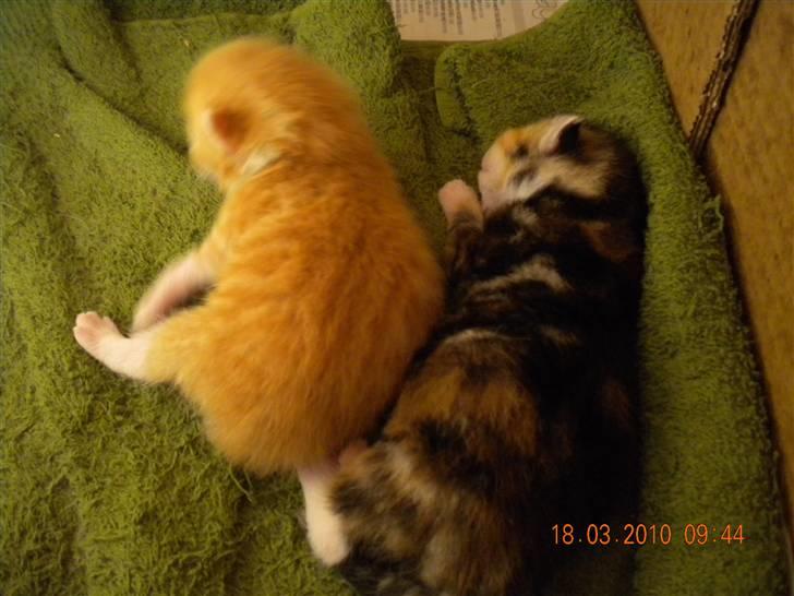 Huskat Tingemis(R.I.P) - mig som lille billede 3