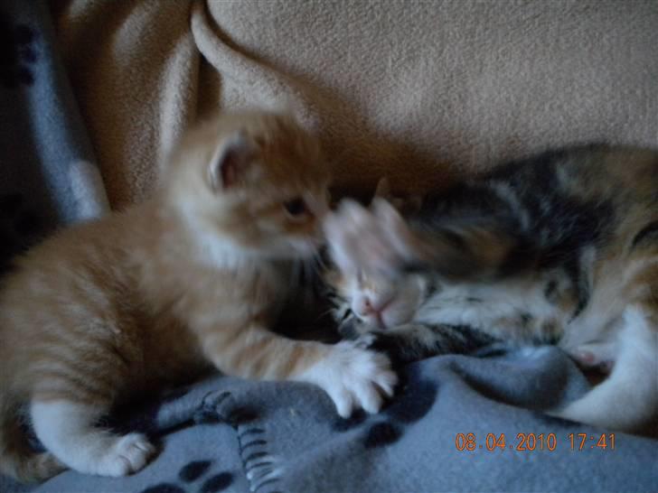 Huskat Tingemis(R.I.P) - Lege med min bror billede 4