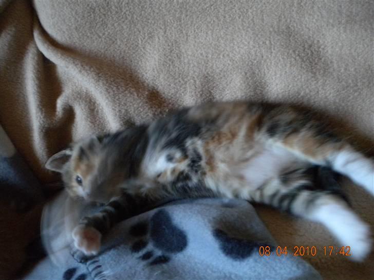 Huskat Tingemis(R.I.P) - Her ligge jeg billede 5