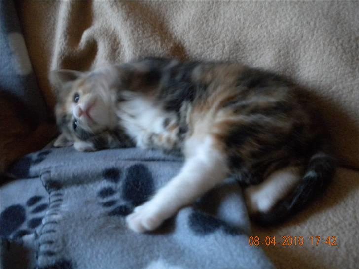 Huskat Tingemis(R.I.P) - Mig igen  billede 6