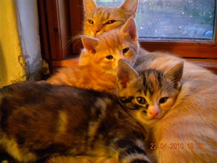 Huskat Tingemis(R.I.P) - ligge sammen med min mor og bror billede 7