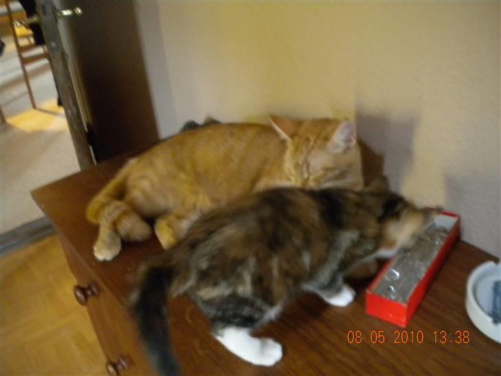 Huskat Tingemis(R.I.P) - mig og min mor billede 8