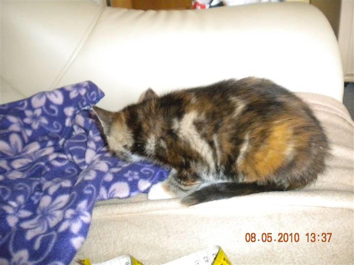 Huskat Tingemis(R.I.P) - Mig igen  billede 9