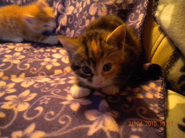 Huskat Tingemis(R.I.P) billede 10