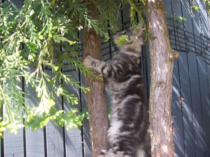 Maine Coon Maximus R.I.P. - Maximus på eventyr billede 6