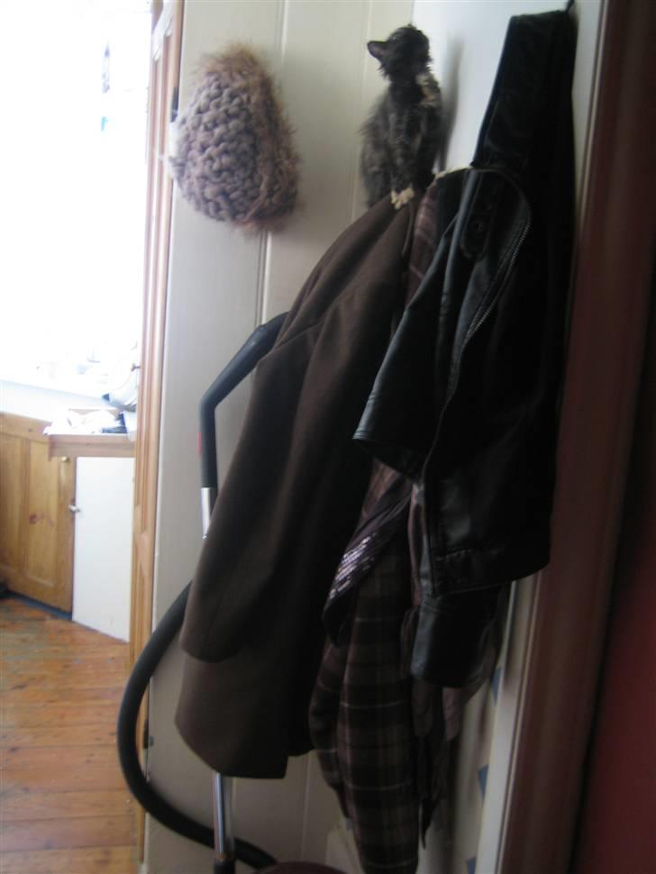 Blanding af racer Bellatrix - Miw.. hvordan kommer jeg ned igen? billede 10