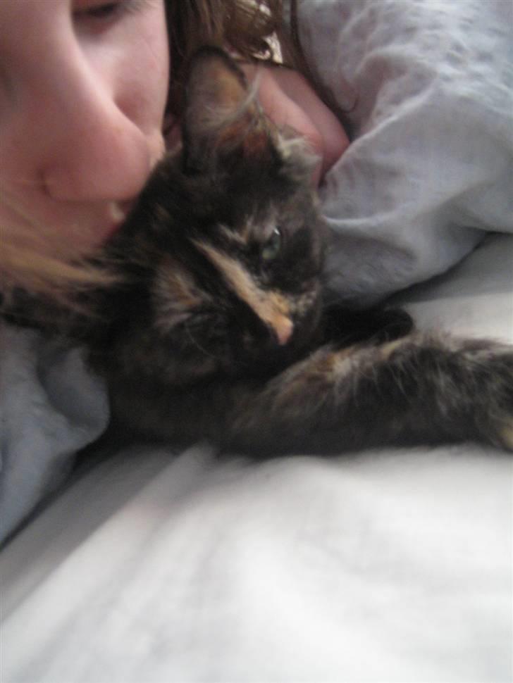 Blanding af racer Bellatrix - Mor møsser mig billede 11