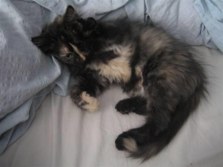 Blanding af racer Bellatrix billede 12