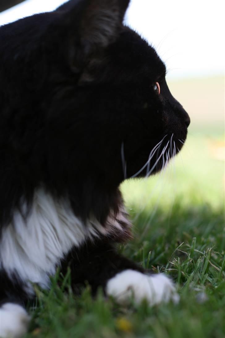 Blanding af racer Figaro billede 11