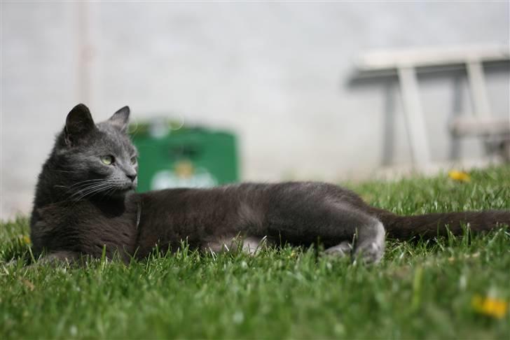 Huskat Dværgen - Velkommen til Dværgens profil :-) billede 1