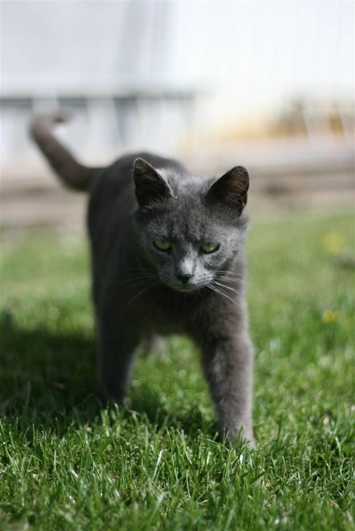 Huskat Dværgen billede 2