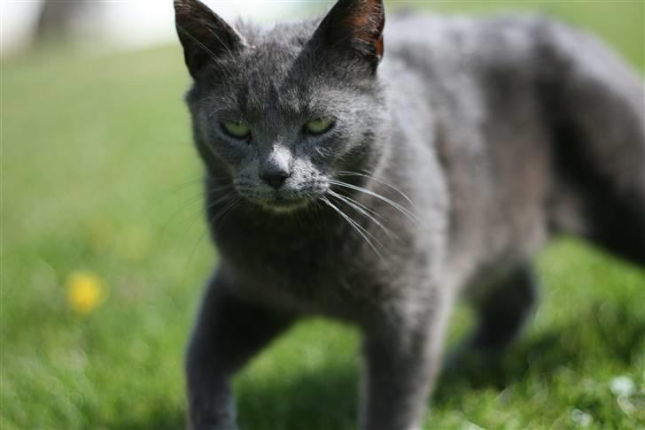 Huskat Dværgen billede 3