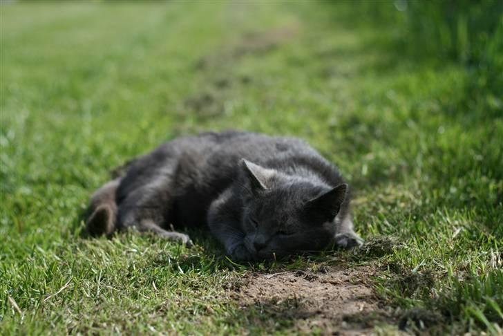 Huskat Dværgen billede 4