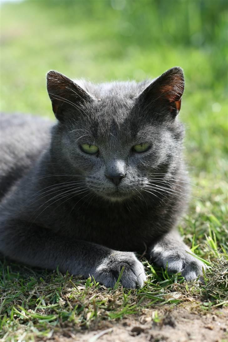 Huskat Dværgen billede 5