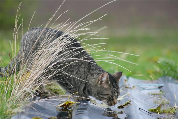 Blanding af racer Lille Bror -Forsvundet:'( billede 7