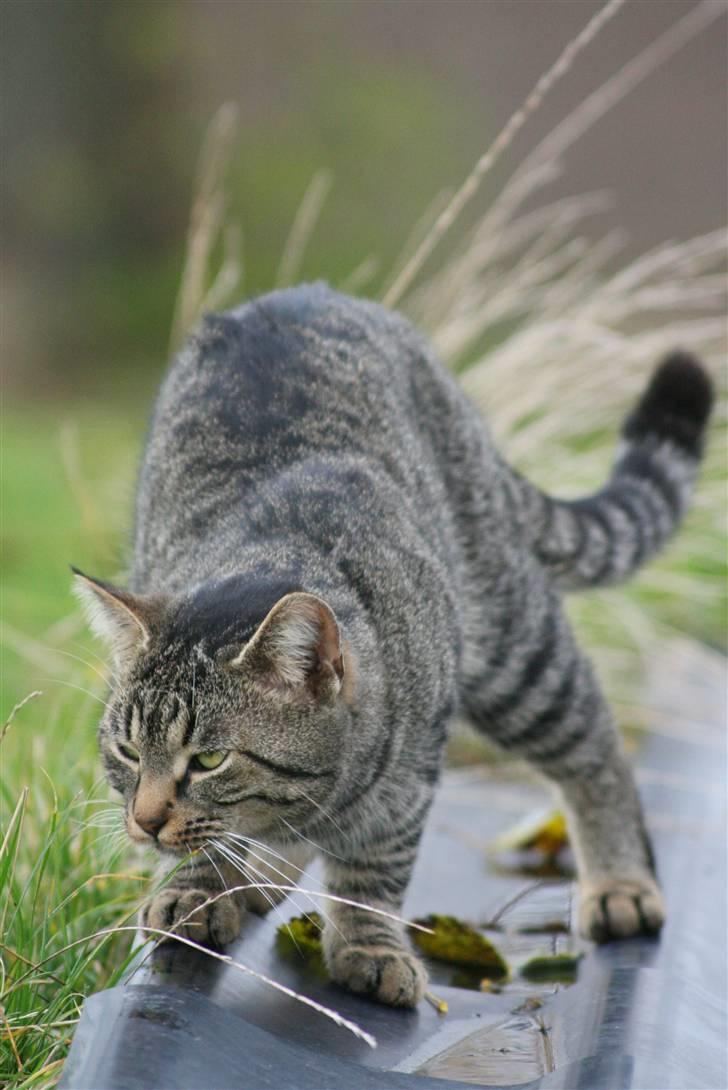 Blanding af racer Lille Bror -Forsvundet:'( billede 8