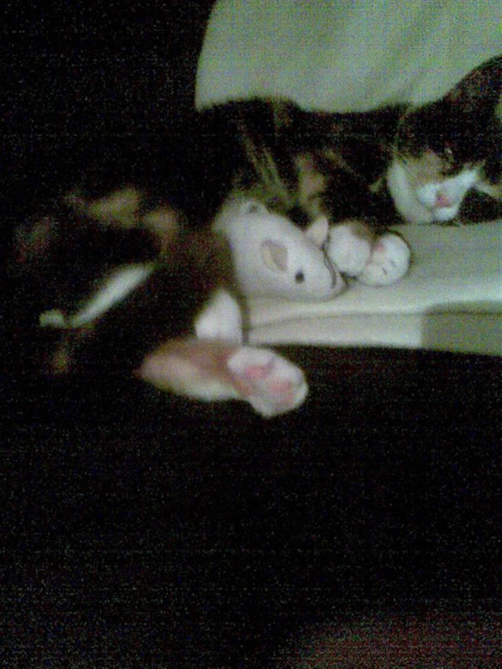 Huskat Kiki aflivet!! - hun vil gerne sove<3 give en høj(: billede 1