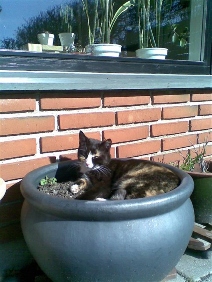 Huskat Kiki aflivet!! - her ligger jeg godt<3 billede 2