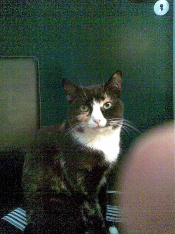 Huskat Kiki aflivet!! - heeii med jer billede 3