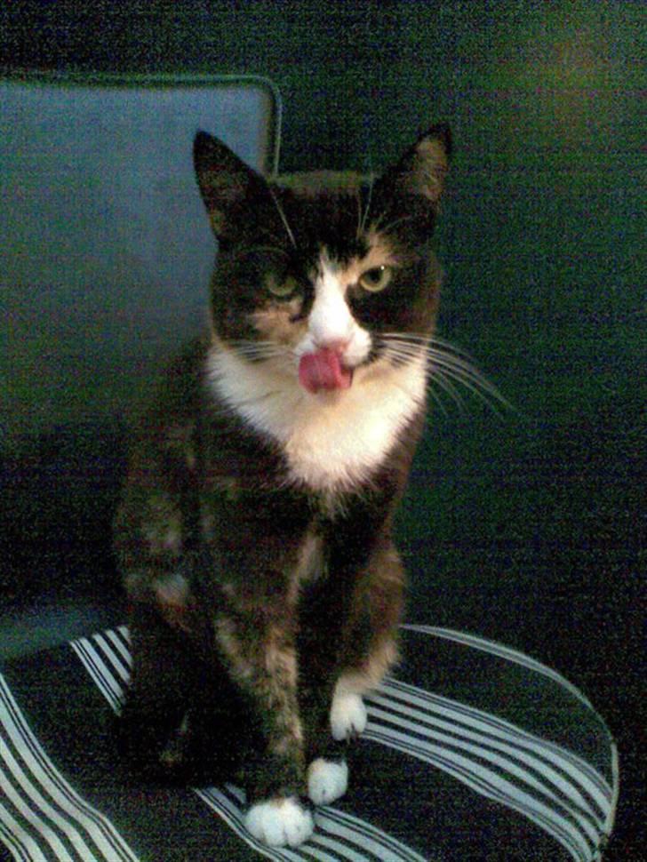 Huskat Kiki aflivet!! - undskyld jeg har noget om munden billede 4