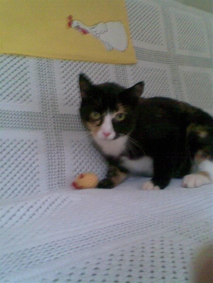 Huskat Kiki aflivet!! - hva er det??? måske mad ??(: lad miiq spise<3 billede 5