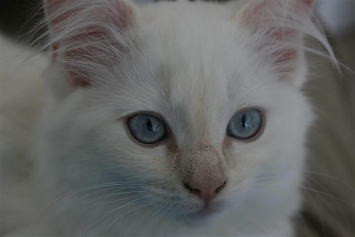 Ragdoll Nynne billede 6