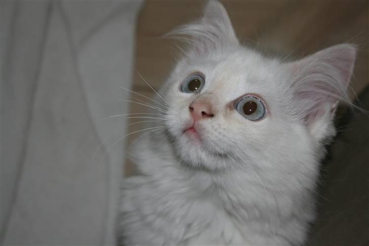 Ragdoll Nynne billede 7