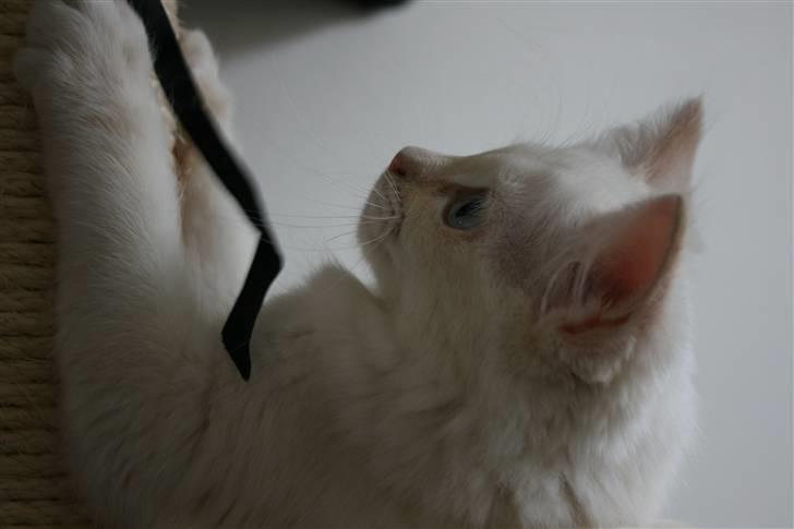 Ragdoll Nynne billede 8