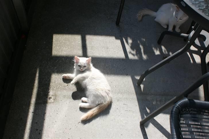 Ragdoll Nynne billede 9