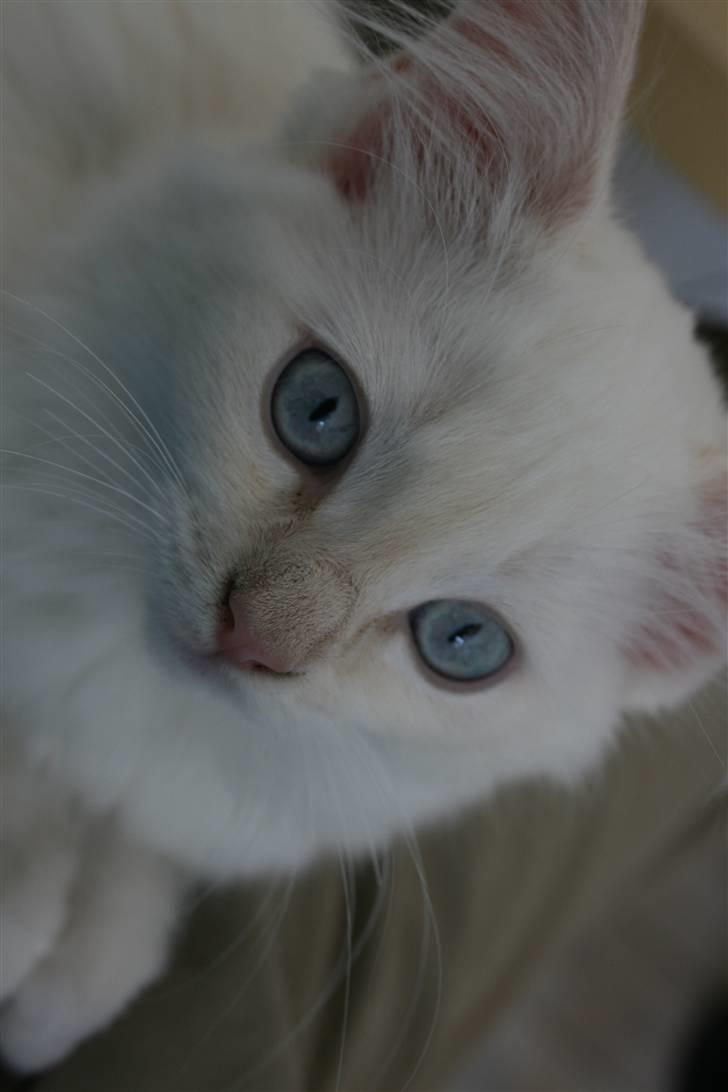 Ragdoll Nynne billede 10