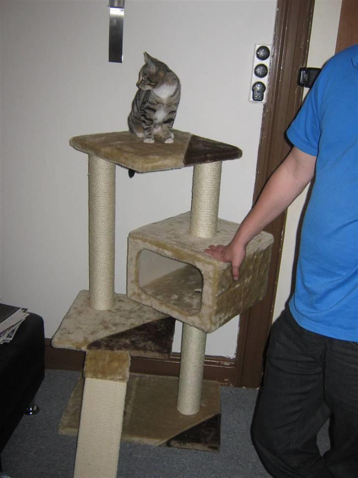 Huskat Kitty - Det dyre kradsetræ som vi købte - dette bruger hun så kun når vi leger med hende :) billede 11