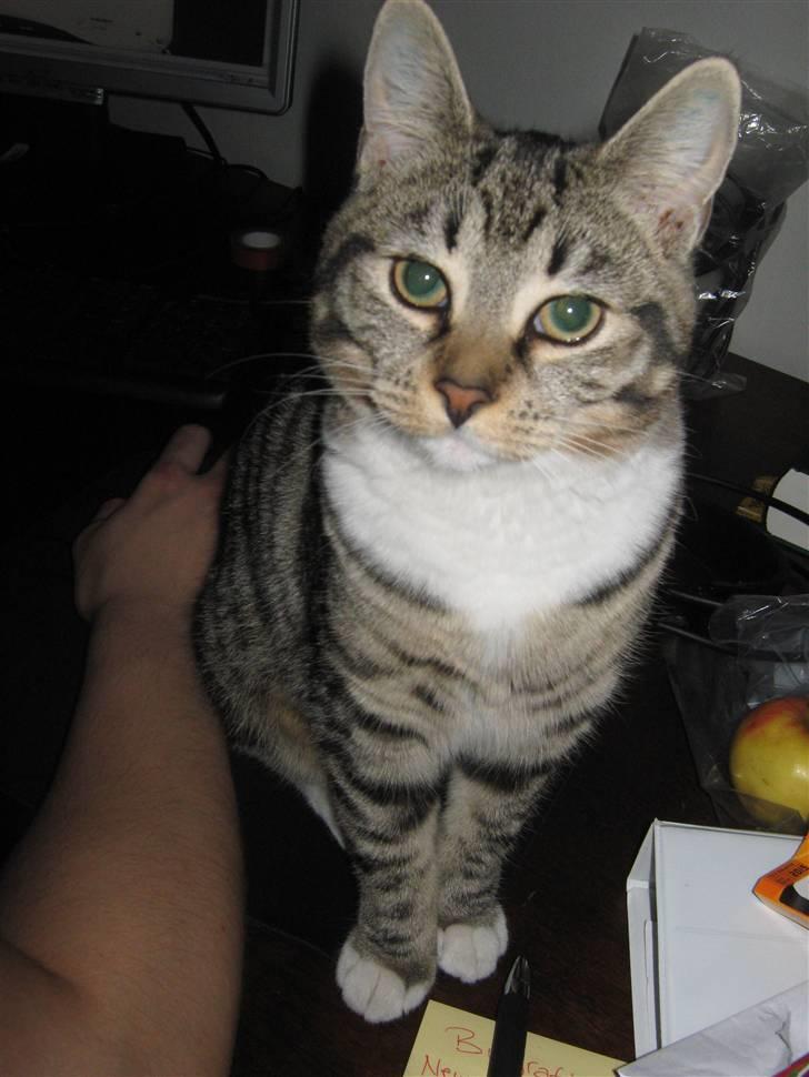 Huskat Kitty billede 12