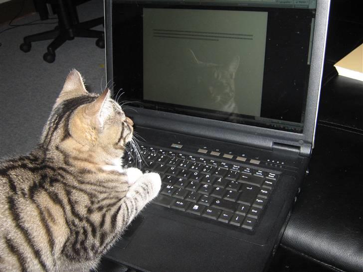 Huskat Kitty - Kitty elsker at skrive på computer :D billede 13