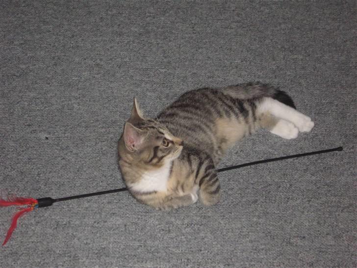 Huskat Kitty - Hendes legepind - som dog snart ikke har flere fjer :) billede 14