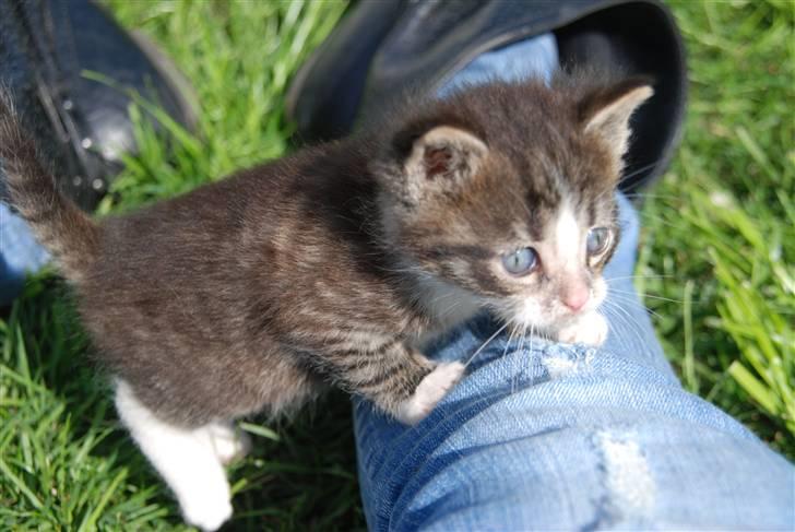 Huskat Hegnsholts Fluffy <3 billede 4