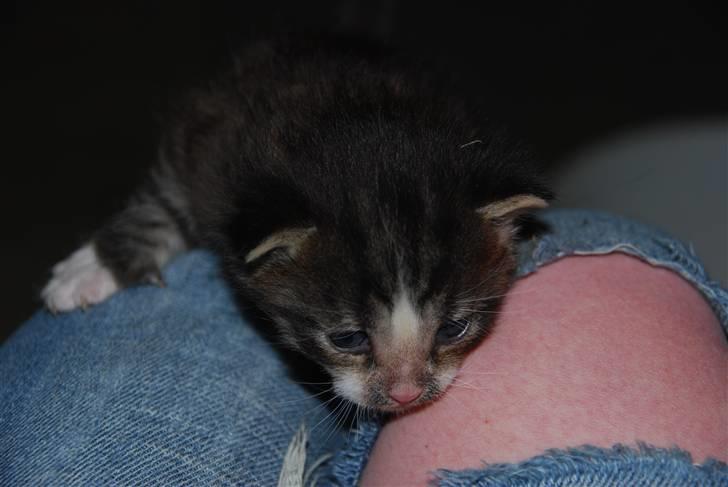 Huskat Hegnsholts Fluffy <3 billede 16