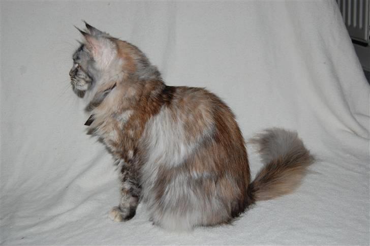 Maine Coon Tender billede 1