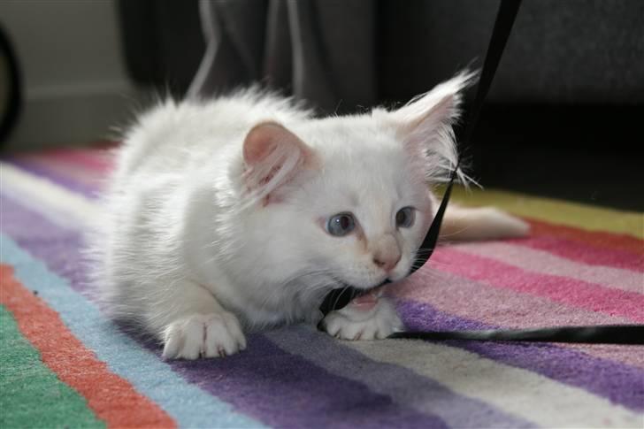 Ragdoll Nynne billede 11