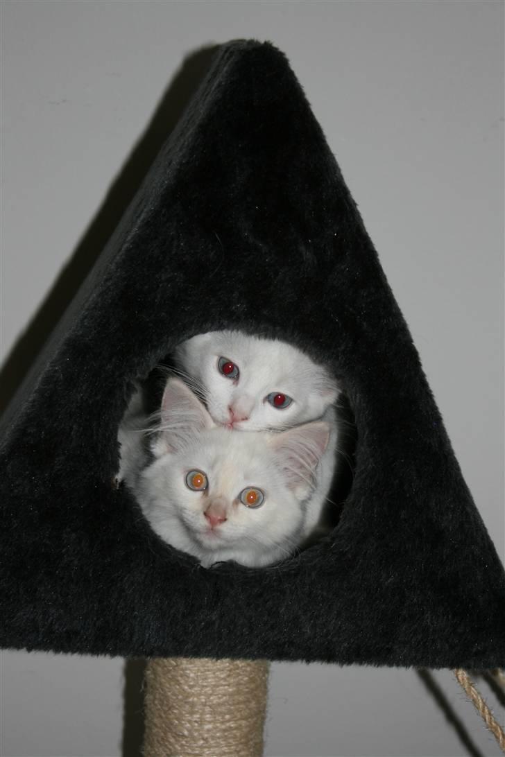 Ragdoll Nynne billede 12