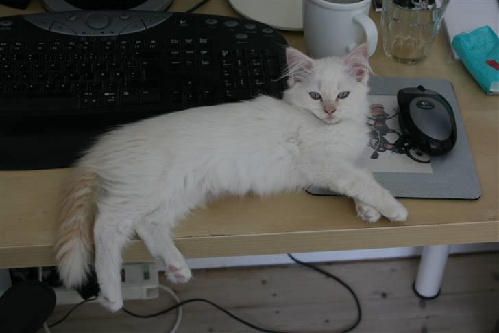 Ragdoll Nynne billede 13