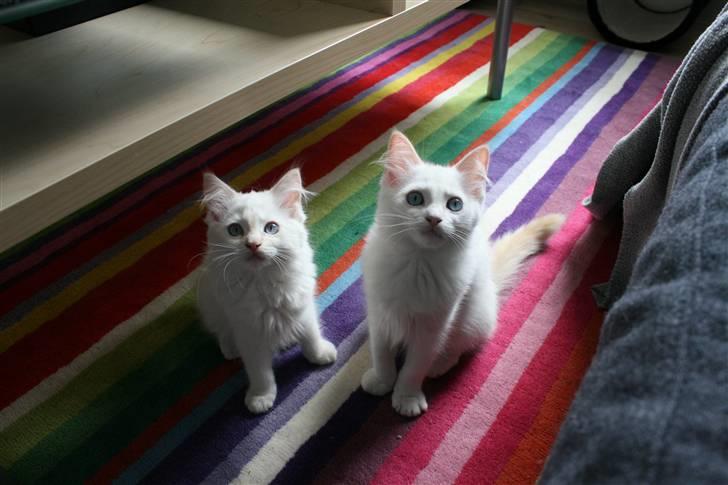 Ragdoll Neo billede 6