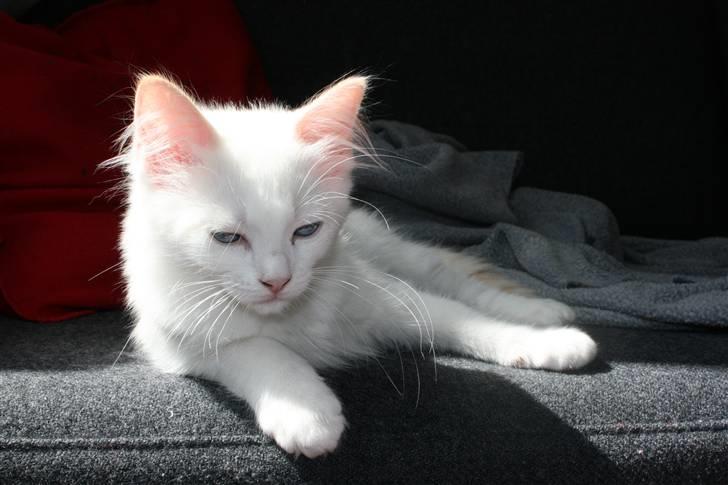 Ragdoll Neo billede 7