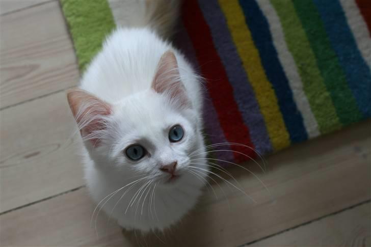 Ragdoll Neo billede 8