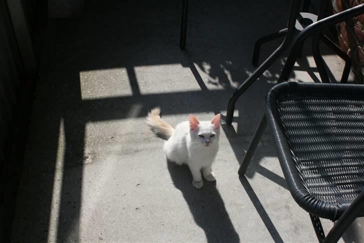 Ragdoll Neo billede 9