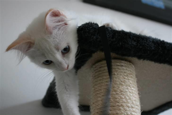 Ragdoll Neo billede 10