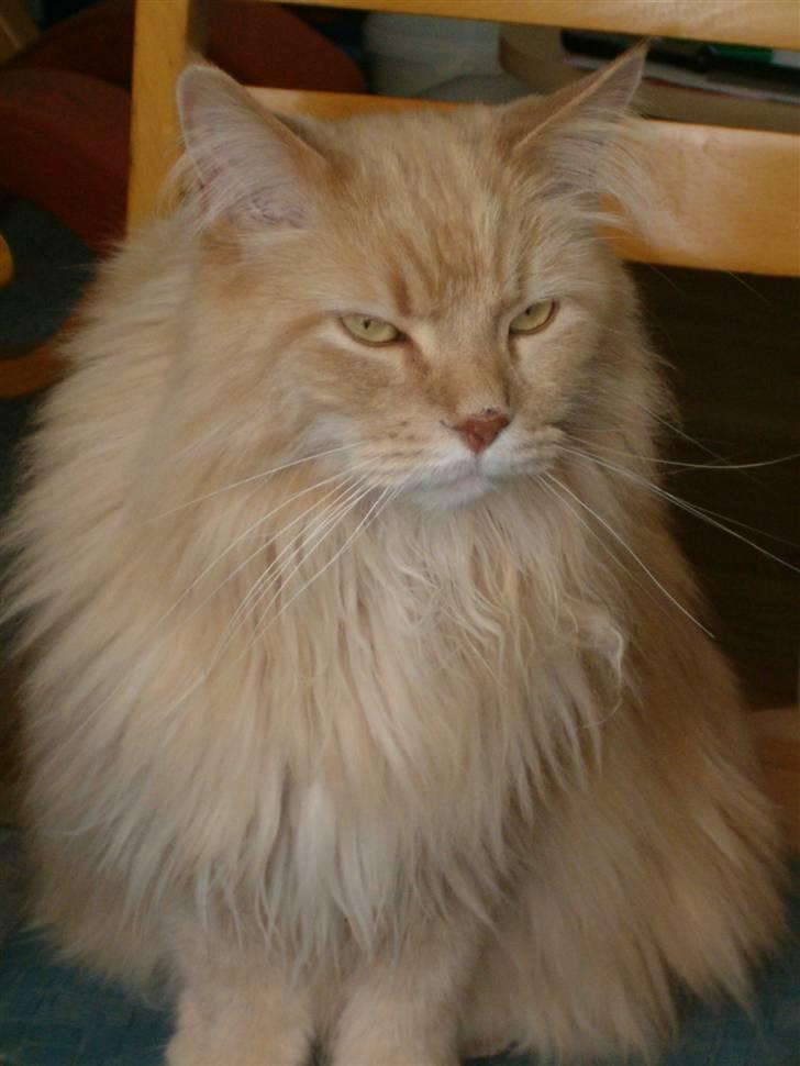 Maine Coon Mads billede 1