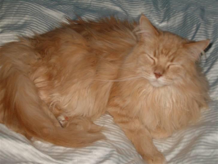 Maine Coon Mads billede 2