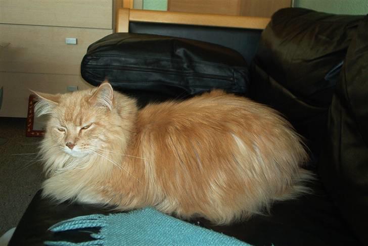 Maine Coon Mads billede 3